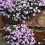 Flioksas duglaso (Phlox douglasii) 'Lilac Cloud'
